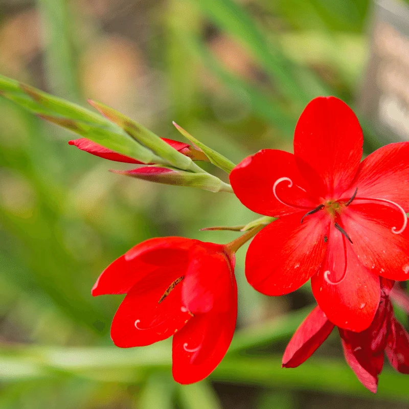 Schizostylis Coccinea Major - Lis des cafres Major - Plante de berge - Par 3 pièces