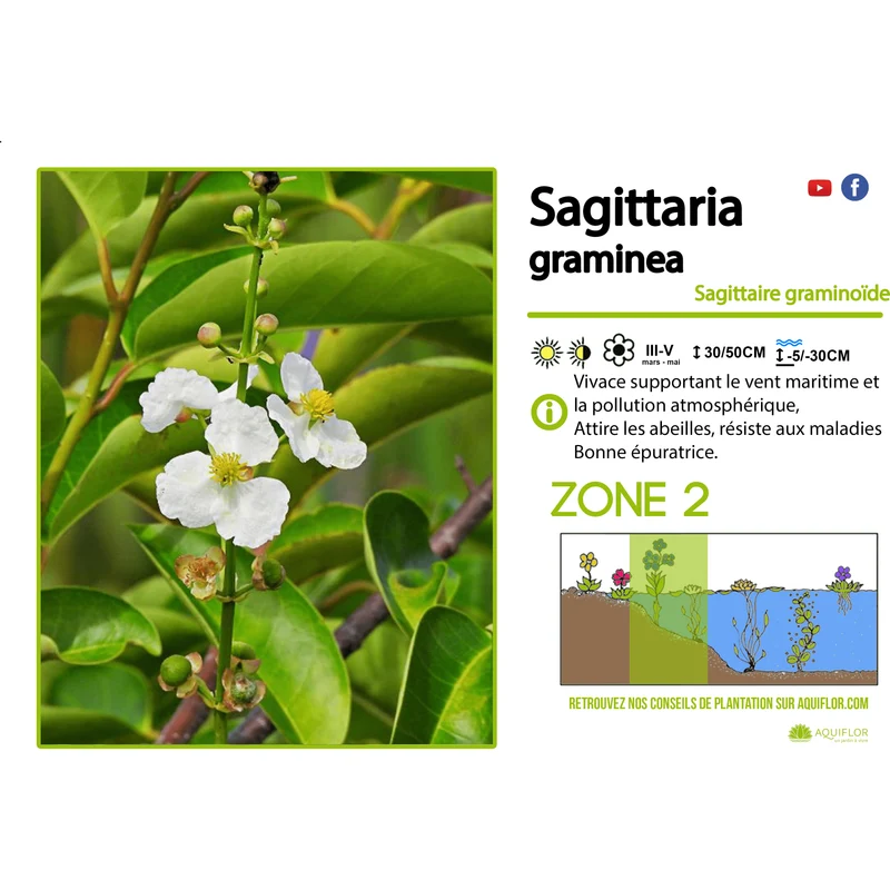 Sagittaria Graminea - Sagittaire graminoïde - Plante de berge - Par 3 pièces