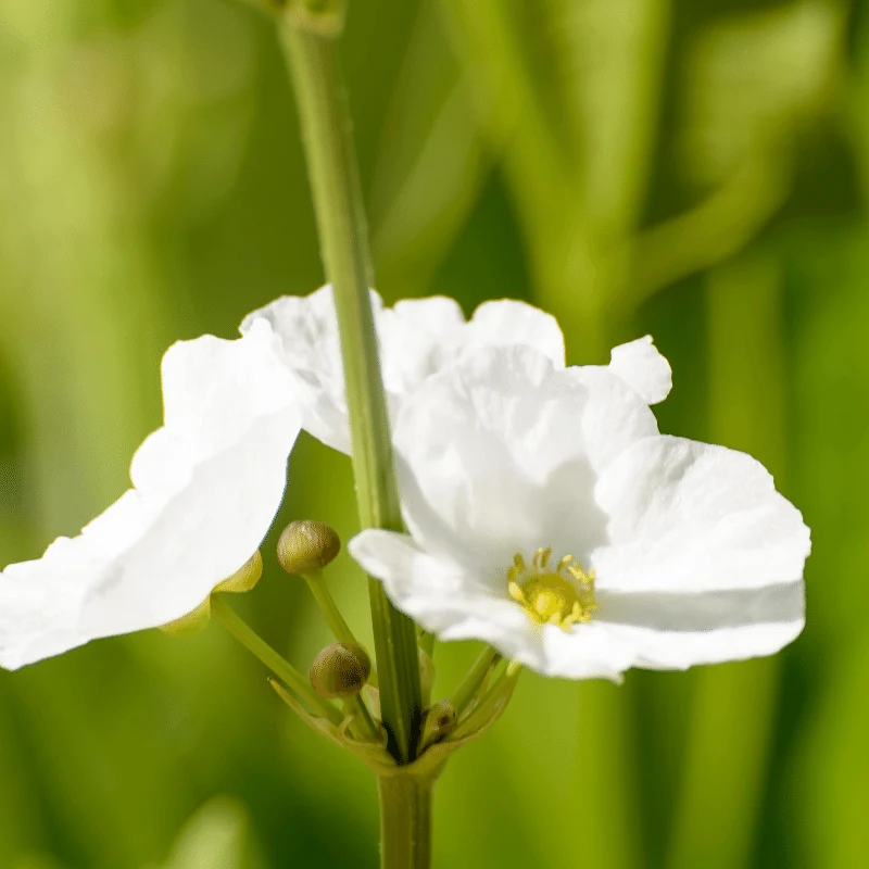 Sagittaria Graminea - Sagittaire graminoïde - Plante de berge - Par 3 pièces
