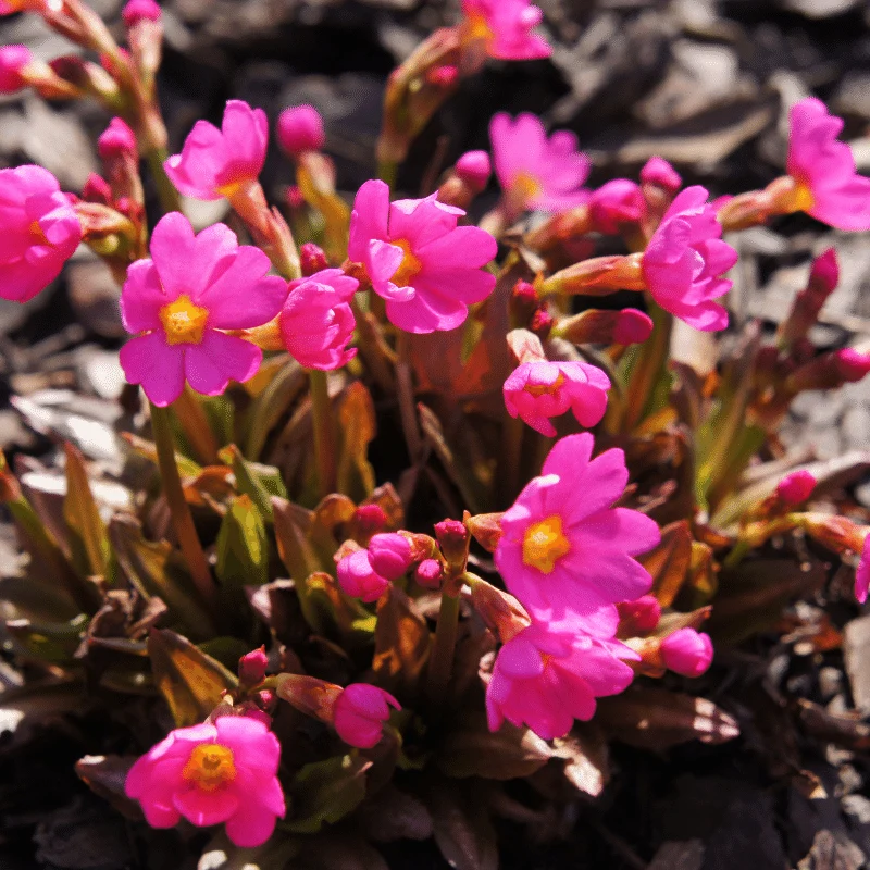 Primula Rosea Grandiflora - Primevère Rose 'Grandiflora' - Plante de berge - Par 3 pièces