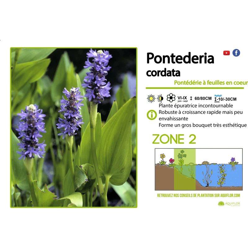 Pontederia Cordata - Pontédérie à feuilles en cœur - Plante de berge (Par 3 pièces)