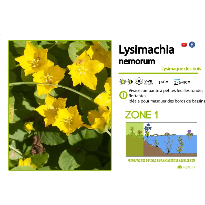 Lysimachia Nemorum - Lysimaque des bois - Plante de berge - Par 3 pièces