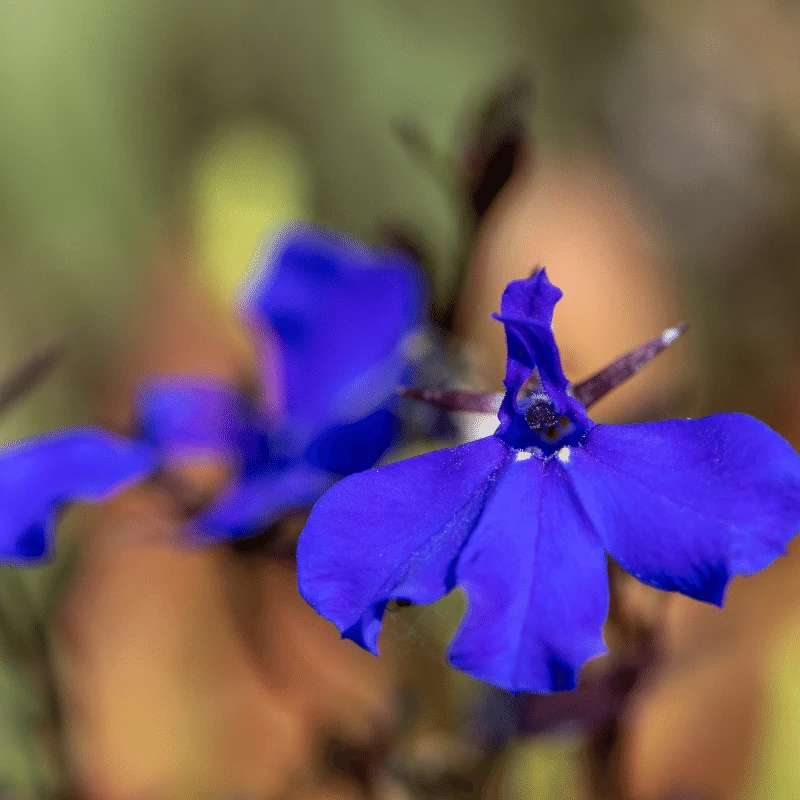 Lobelia Syphilitica - Grande lobélie - Plante de berge - Par 3 pièces