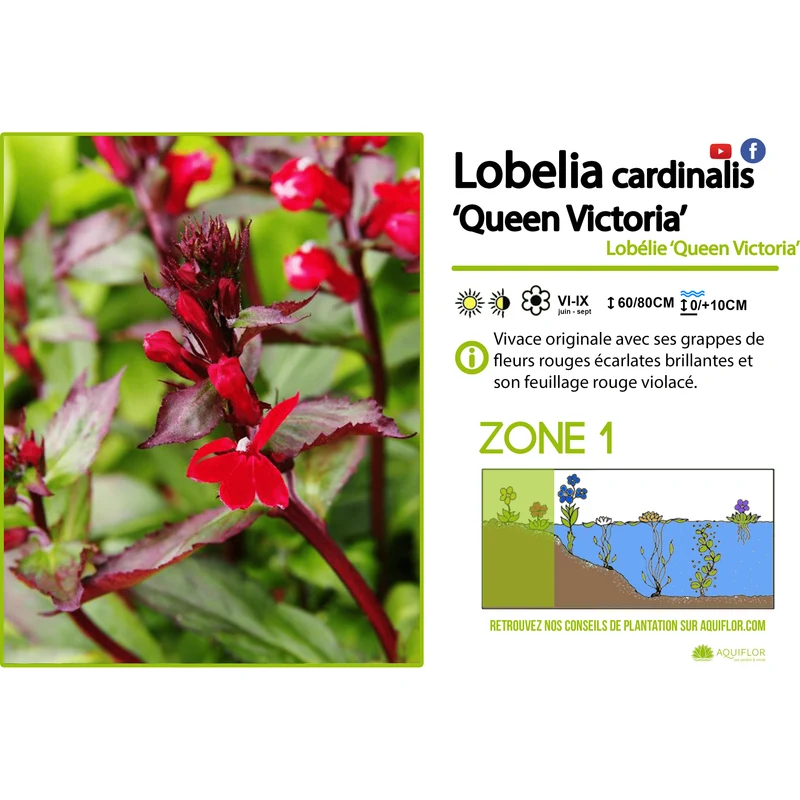 Lobelia Cardinalis 'Queen Victoria' - Cardinale 'Queen Victoria' - Plante de berge - Par 3 pièces