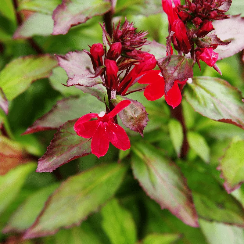 Lobelia Cardinalis 'Queen Victoria' - Cardinale 'Queen Victoria' - Plante de berge - Par 3 pièces