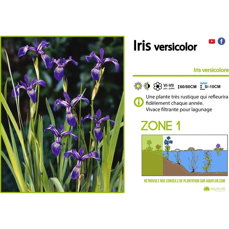 Iris Versicolor - Iris Versicolor mauve - Plante de berge - Par 3 pièces