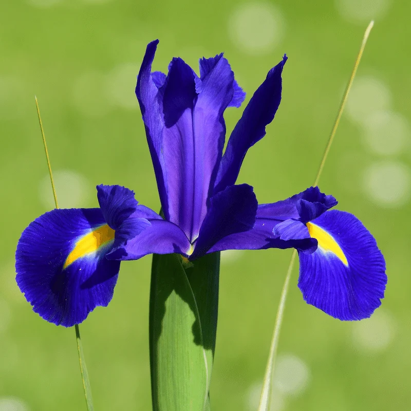 Iris Versicolor - Iris Versicolor mauve - Plante de berge - Par 3 pièces