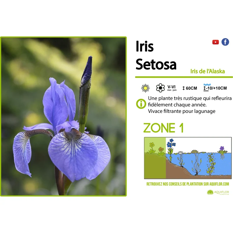 Iris Setosa - Iris de l'Alaska - Plante de berge - Par 3 pièces