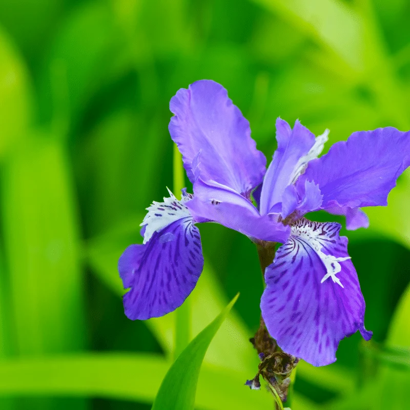 Iris Setosa - Iris de l'Alaska - Plante de berge - Par 3 pièces