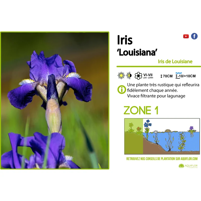 Iris Louisiana - Iris mauve de Louisiane - Plante de berge - Par 3 pièces