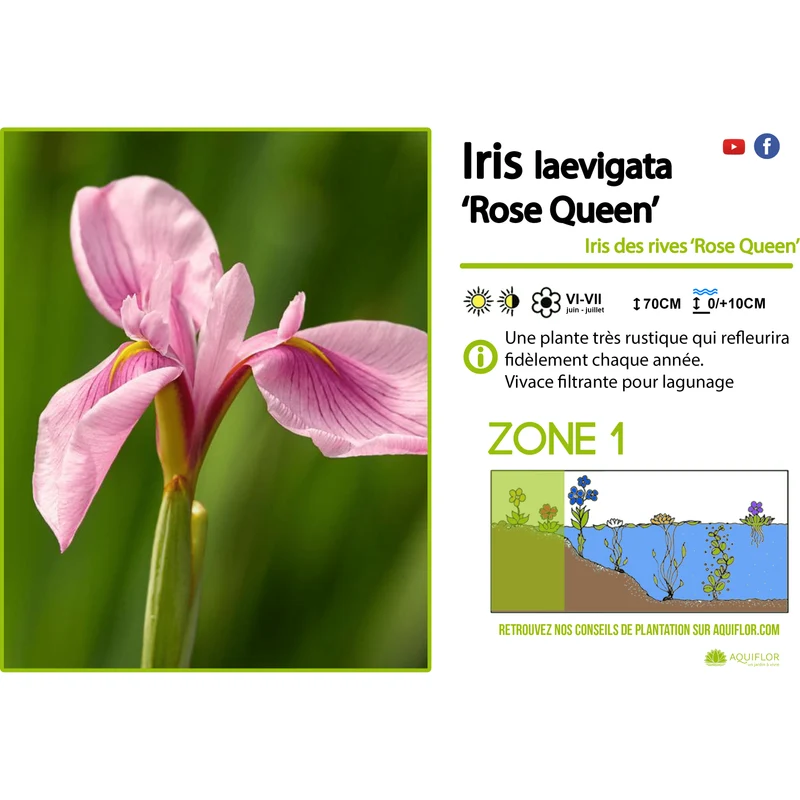 Iris Laevigata Rose Queen - Iris Rose - Plante de berge - Par 3 pièces
