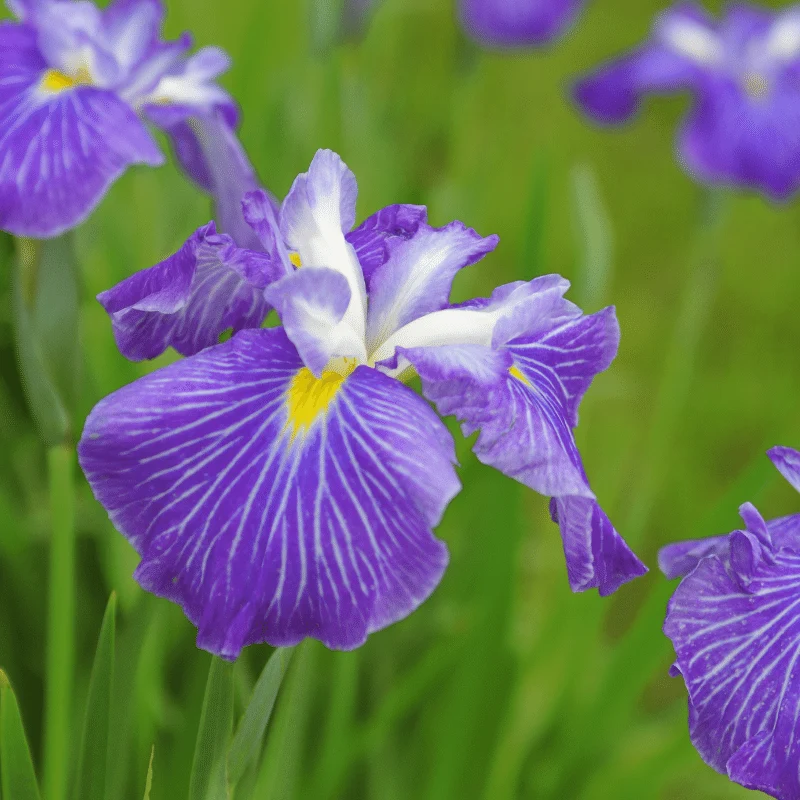Iris Kaempfery (Ensata) - Iris mauve/blanc - Plante de berge - Par 3 pièces