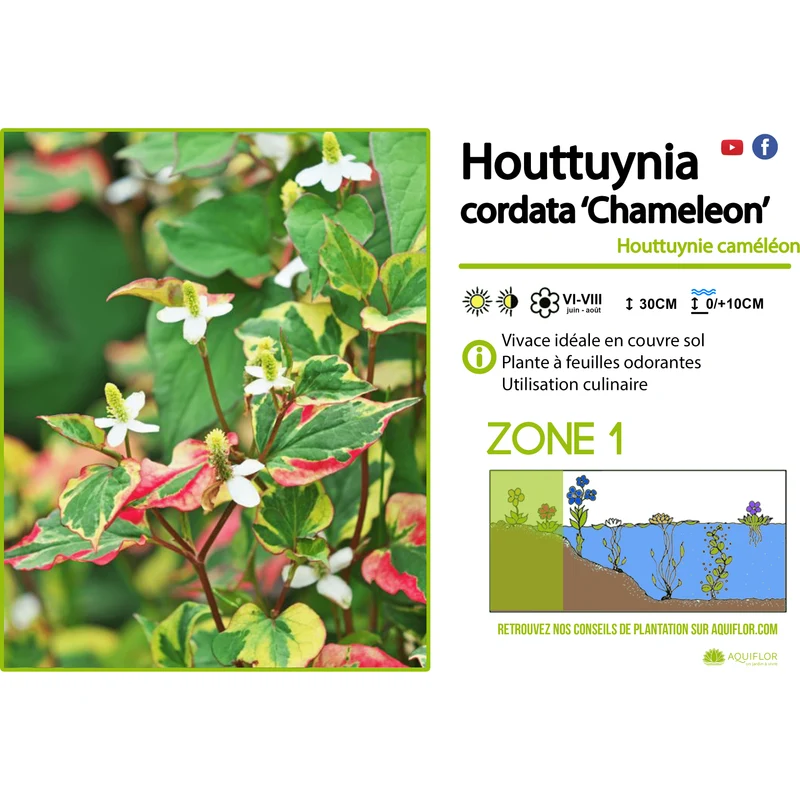 Houttuynia Cordata Chameleon - Poivrier de Chine 'Caméléon' - Plante de berge - Par 3 pièces
