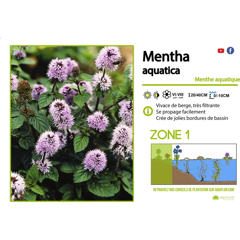 Mentha Aquatica - Menthe aquatique - Plante de berge - Par 3 pièces
