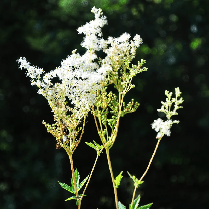 Filipendula Ulmaria - Grande Reine-des-prés - Plante de berge - Par 3 pièces