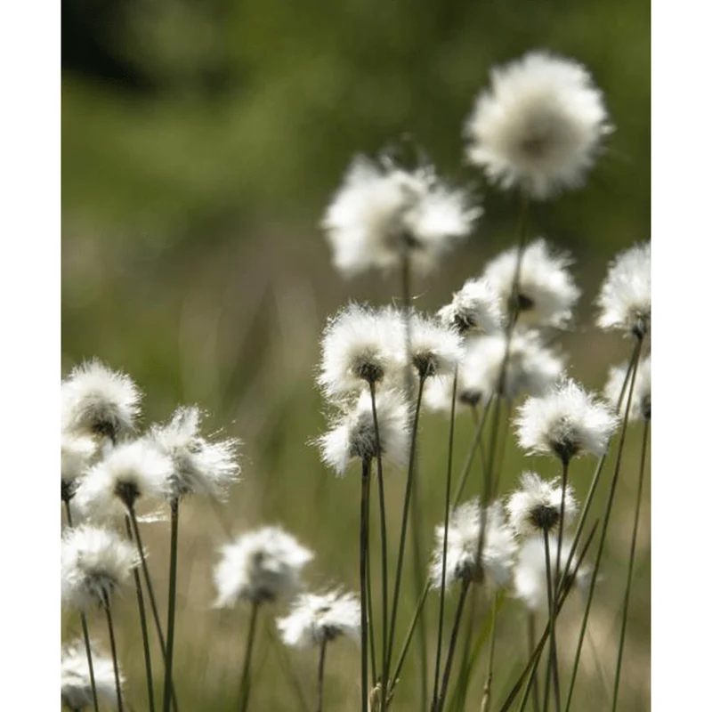 Eriophorum augustifolium - Linaigrette - Plante de berge - Par 3 pièces