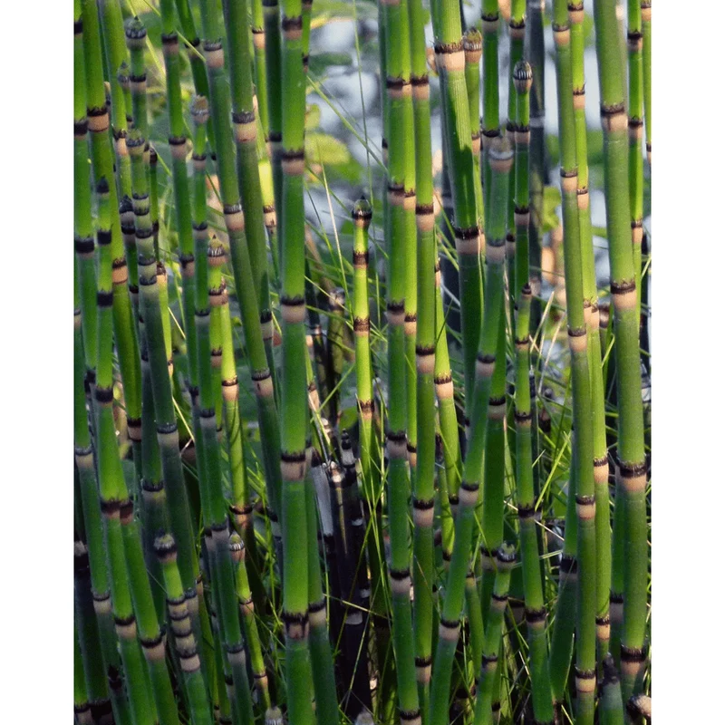 Equisetum japonicum - Prêle japonaise - Plante de berge - Par 3 pièces