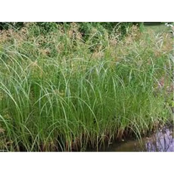 Cyperus longus - Papyrus commun indigène - Souchet odorant - Plante de berge - Par 3 pièces