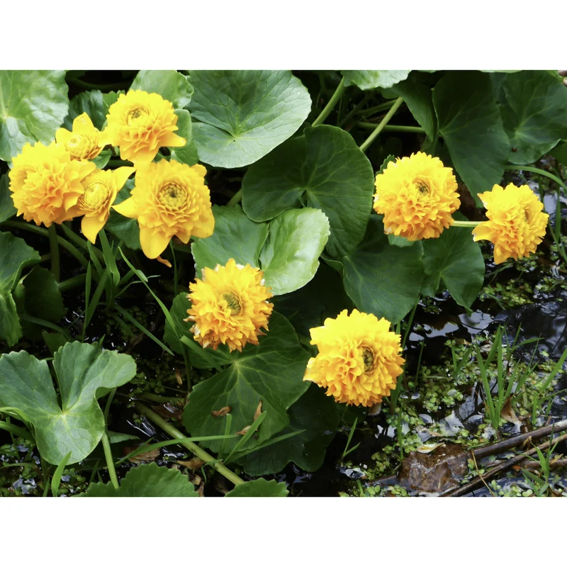 Caltha palustris ‘Multiplex’ - Populage des berges - Plante de berge - Par 3 pièces