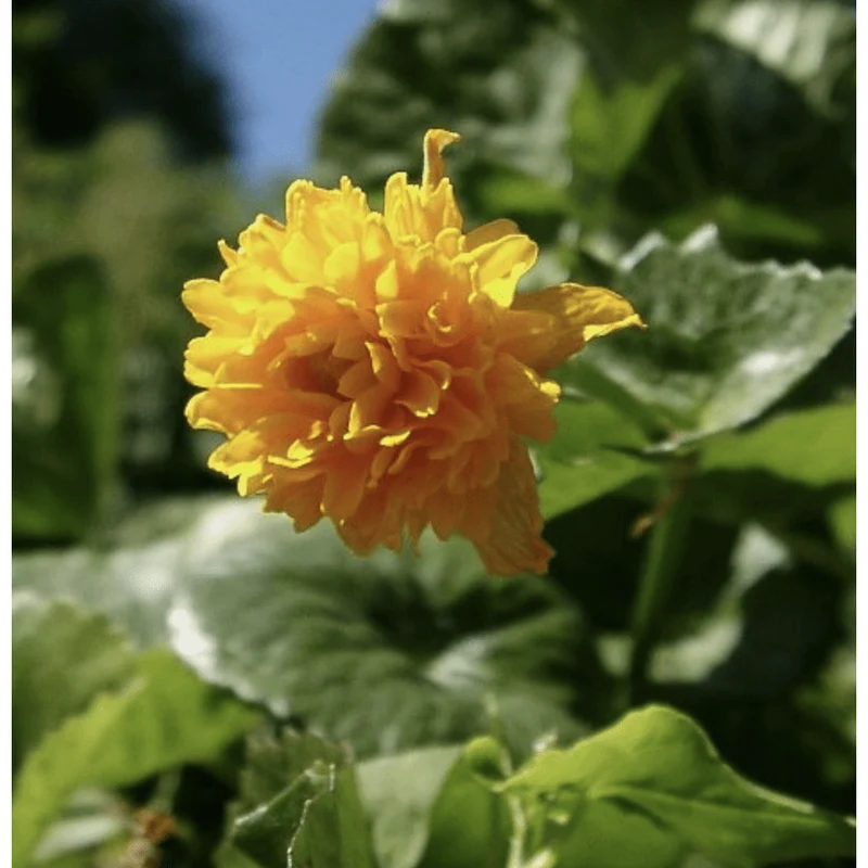 Caltha palustris ‘Multiplex’ - Populage des berges - Plante de berge - Par 3 pièces