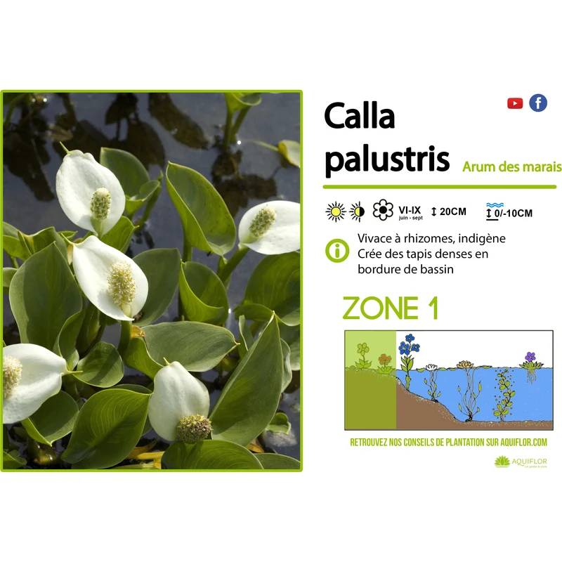 Calla palustris (Blanche) - Arum des marécages - Plante de berge - Par 3 pièces