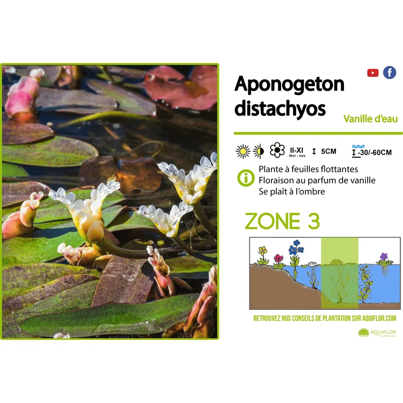 Aponogeton Distachyos - Vanille d'eau - Plante zone profonde - Par 3 pièces