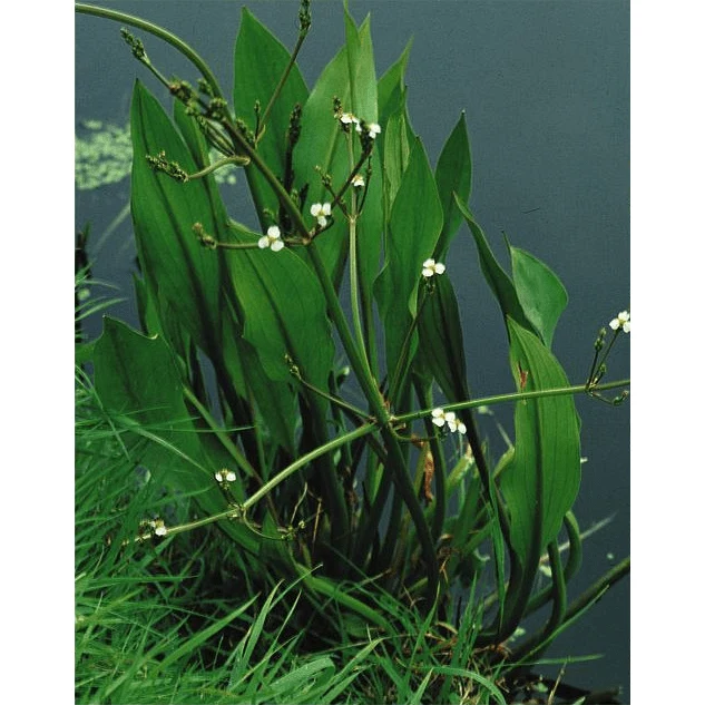 Alisma Plantago - Plantain d'eau - Plante de berge - Par 3 pièces