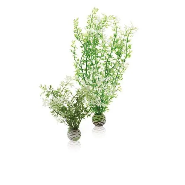 Set de deux plantes hivernales