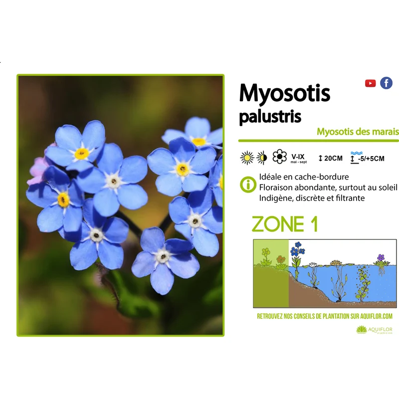 Myosotis Palustris - Myosotis des marais - Plantes de berge - Par 3 pièces