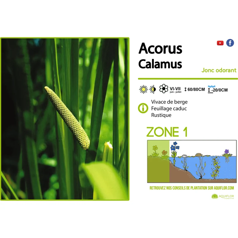 Acorus Calamus - Jonc odorant - Plante de berge - Par 3 pièces