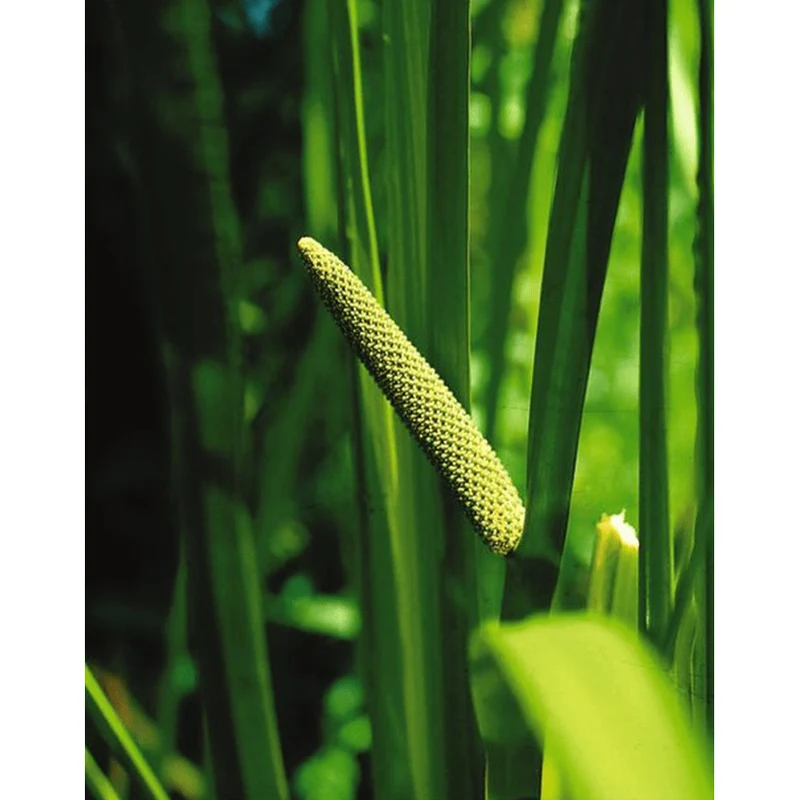 Acorus Calamus - Jonc odorant - Plante de berge - Par 3 pièces