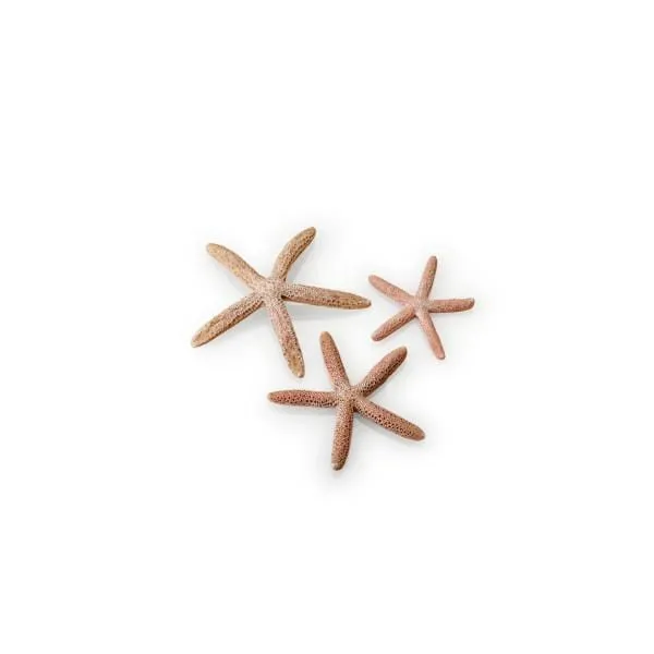 biOrb Set de 3 étoiles de mer naturelles