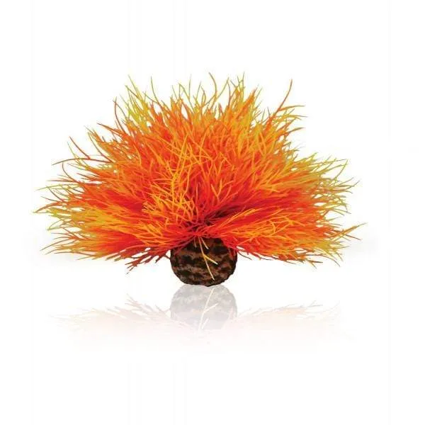 biOrb Lys de mer flamme