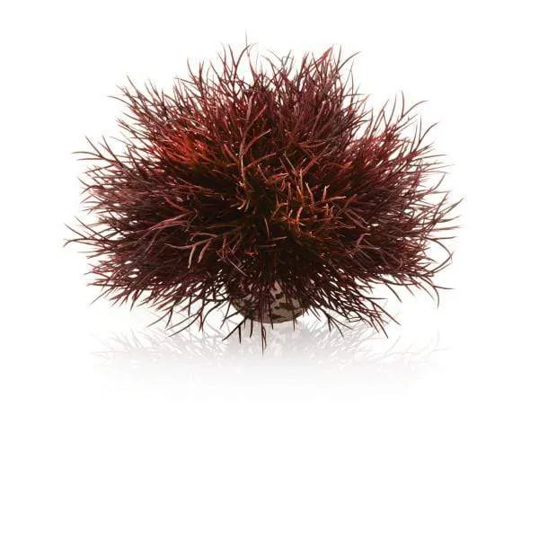biOrb Lys de mer couleurs d'automne