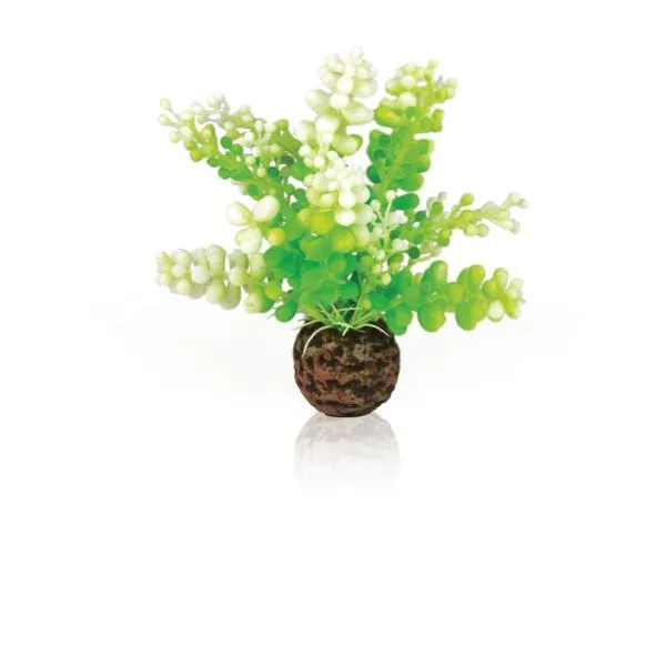 Plante biOrb Caulerpe verte - Déco