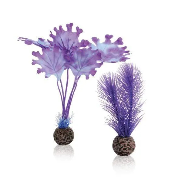 biOrb Set de plantes S violettes