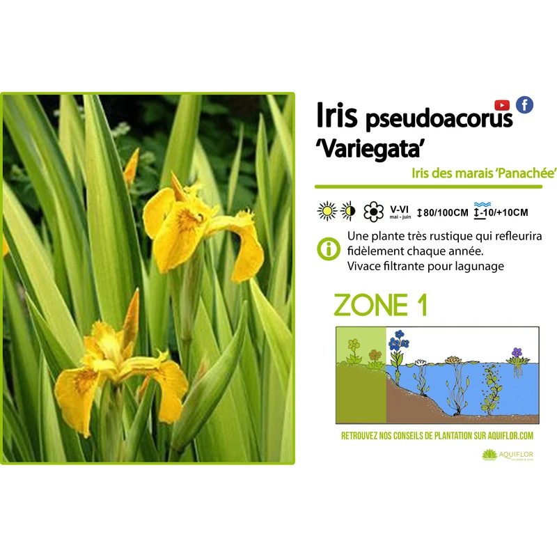 Iris Pseudoacorus Variegata - Iris de marais jaune panaché - Plante de berge (La plus vendue!) - Par 3 pièces