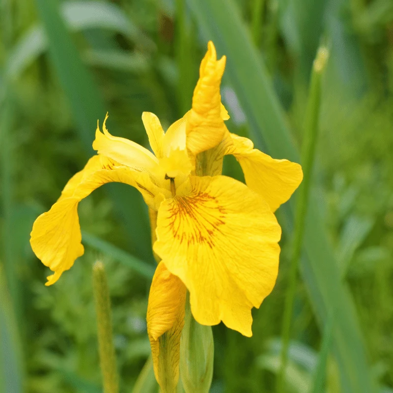 Iris Pseudoacorus Variegata - Iris de marais jaune panaché - Plante de berge (La plus vendue!) - Par 3 pièces