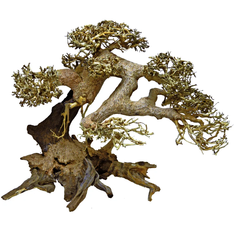 Bonsai L