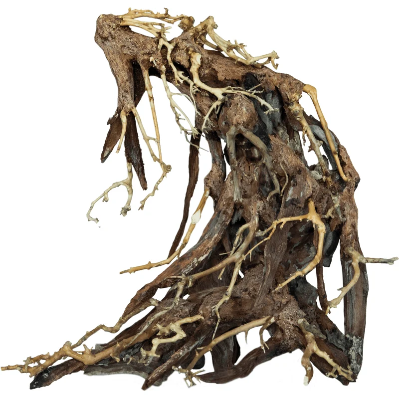 Bonsai Root L