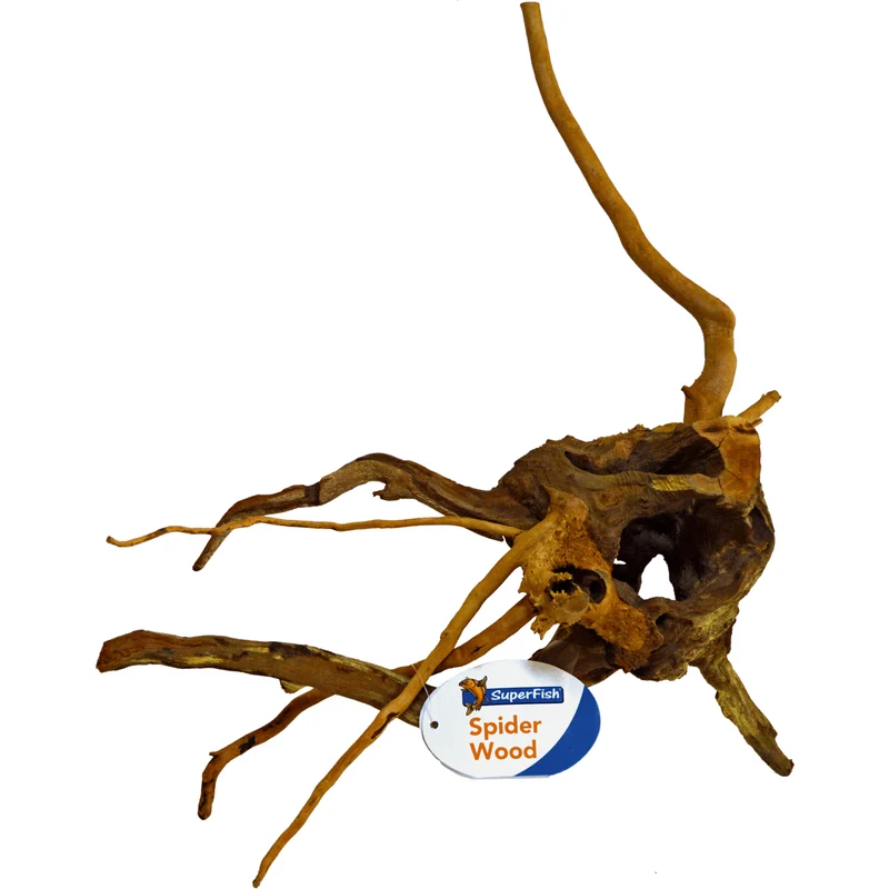 Racine Araignée S