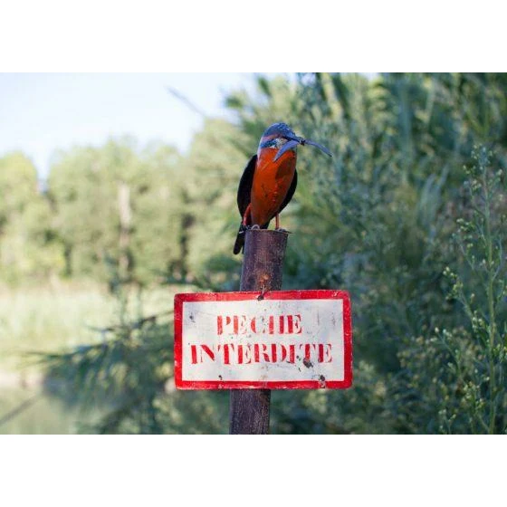 Tuteur Martin pécheur Pêche interdite - Oiseau décoratif en métal recyclé - Le plus vendu !