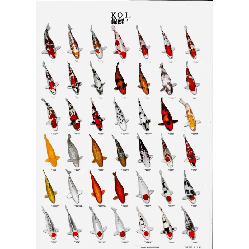 Poster Koi n°3 - Idéal pour apprendre la nomenclature