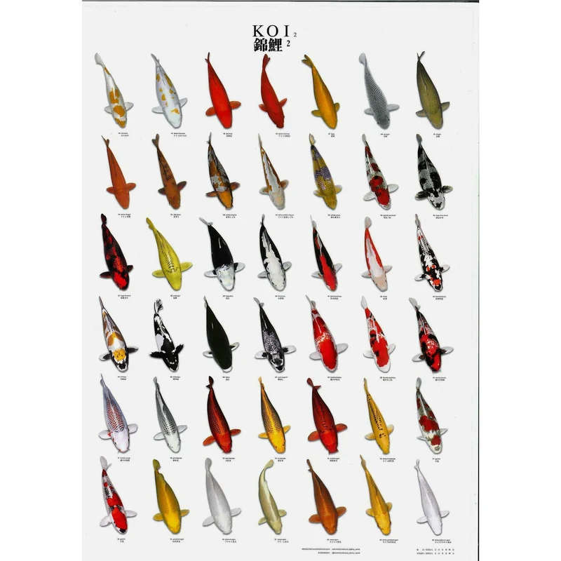 Poster Koi n°2 - Idéal pour apprendre la nomenclature