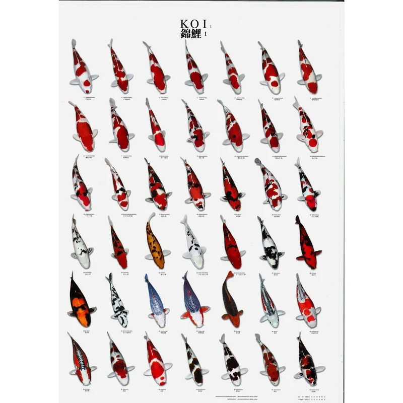 Poster Koi n°1 - Idéal pour apprendre la nomenclature