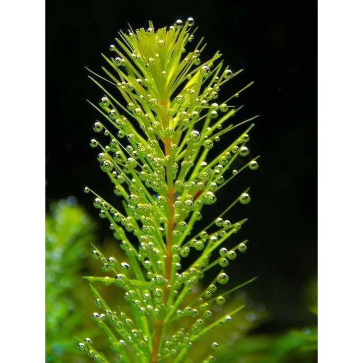 Ceratophyllum Demersum (Cornifle immergée) - Plante oxygénante