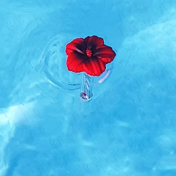 Thermomètre piscine original Tropical