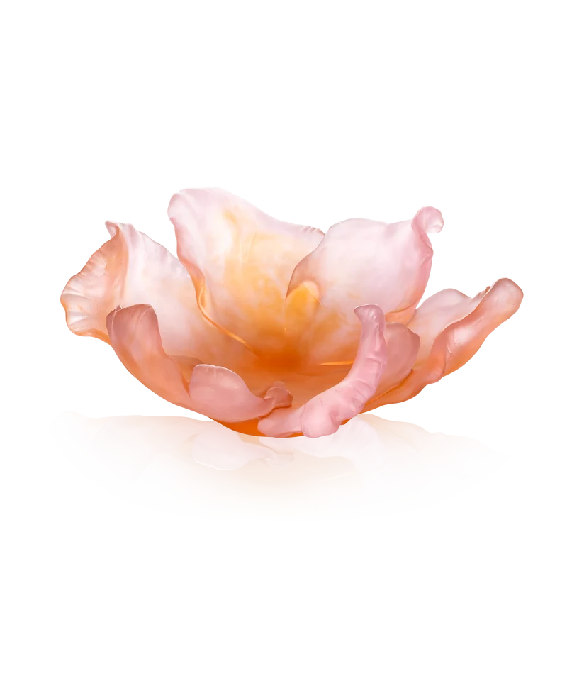 Tulipe Coupe ambre rose 99ex