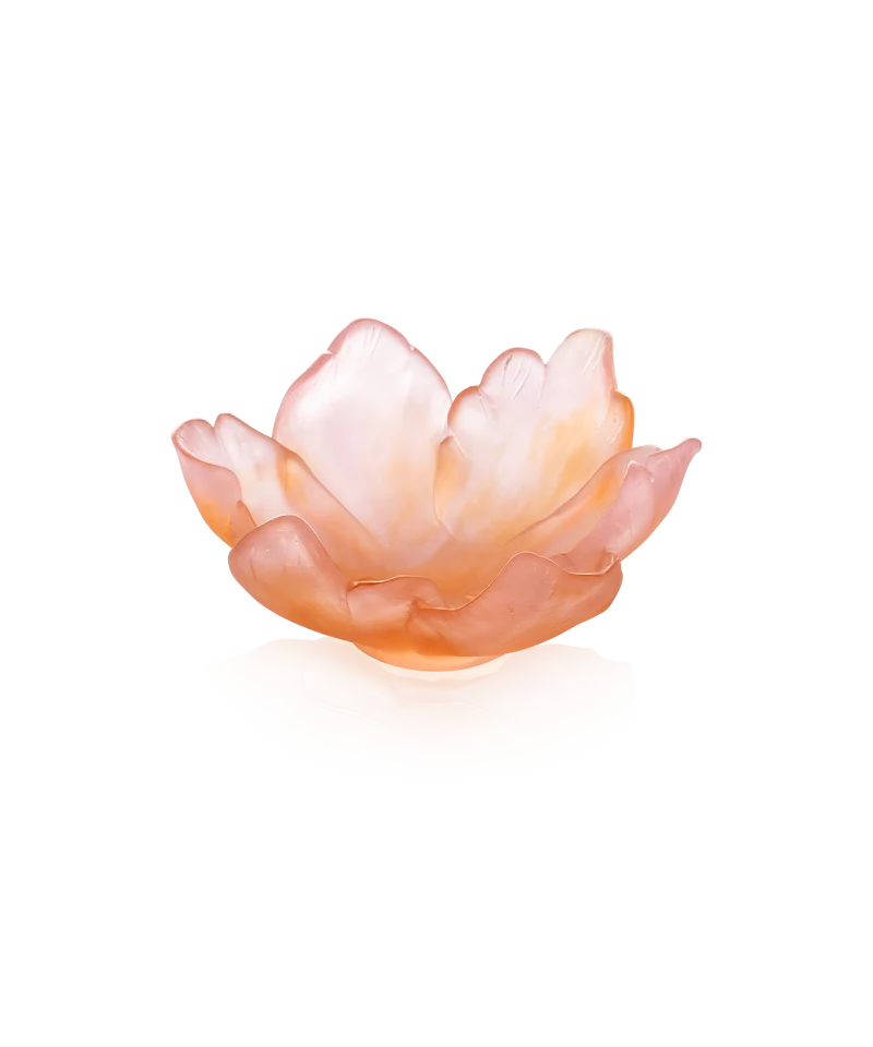 Tulipe Coupelle ambre rose 125ex