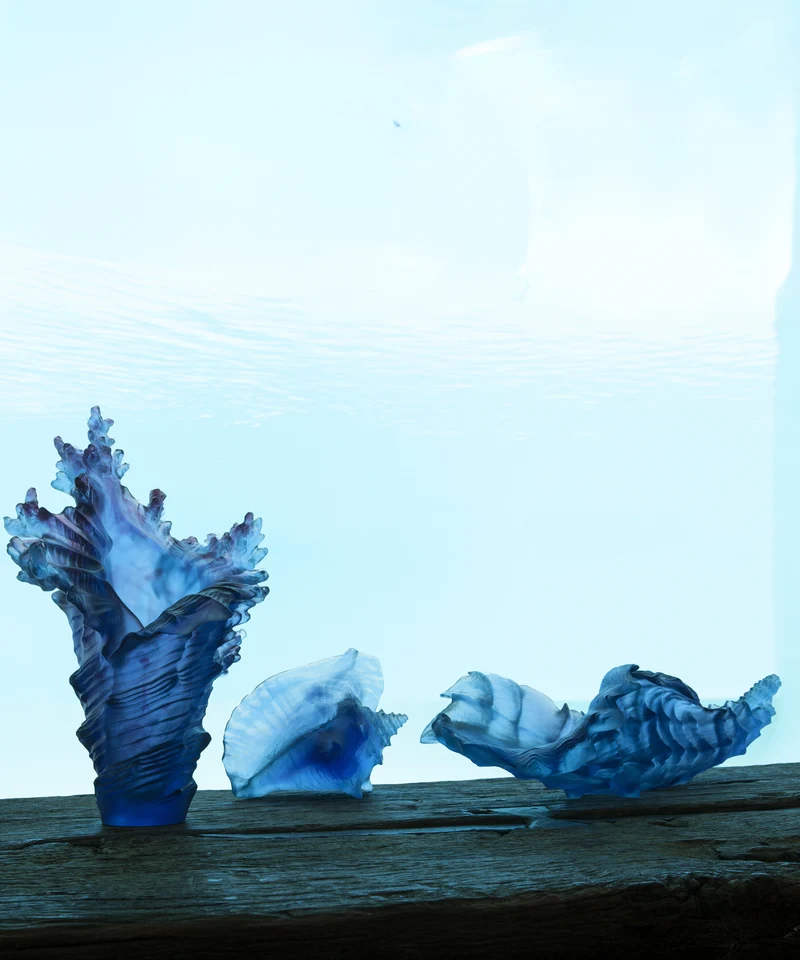 Mer de Corail Coquillage conque